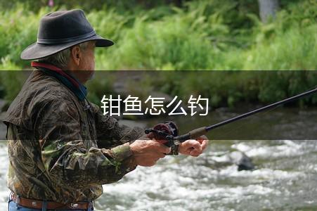 钳鱼怎么钓,第1张