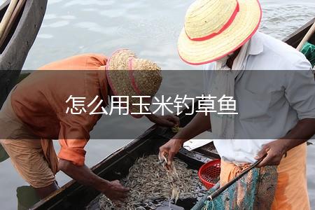 怎么用玉米钓草鱼,第1张