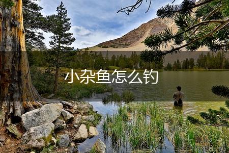 小杂鱼怎么钓,第1张