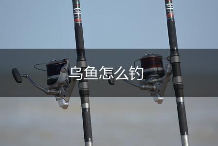 乌鱼怎么钓,第1张