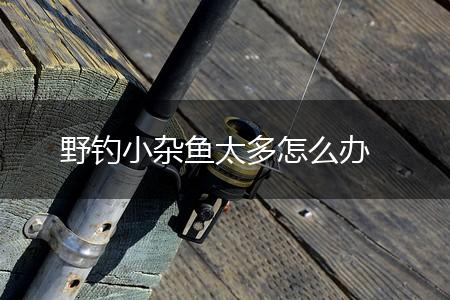 野钓小杂鱼太多怎么办,第1张