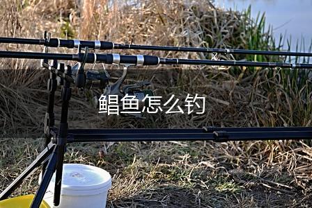 鲳鱼怎么钓,第1张