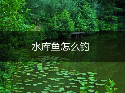 水库鱼怎么钓,第1张