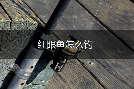 红眼鱼怎么钓,第1张