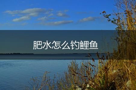 肥水怎么钓鲤鱼,第1张