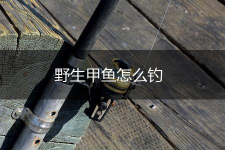 野生甲鱼怎么钓,第1张