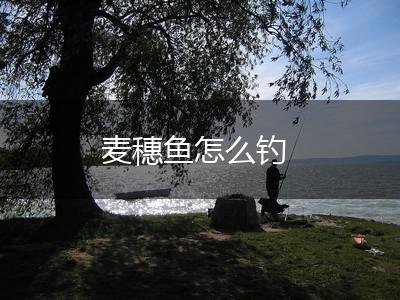 麦穗鱼怎么钓,第1张