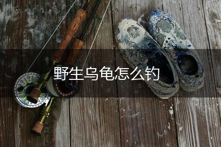 野生乌龟怎么钓,第1张
