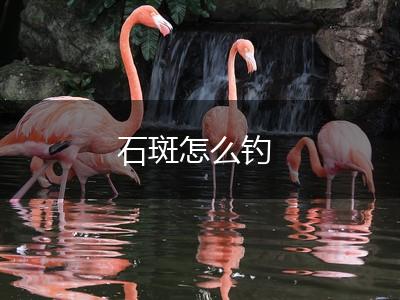 石斑怎么钓,第1张