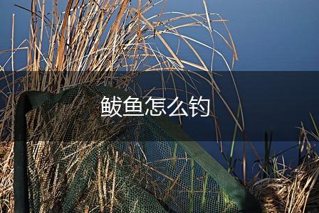 鲅鱼怎么钓,第1张