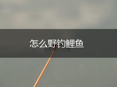 怎么野钓鲤鱼,第1张