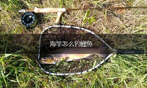 海竿怎么钓鲤鱼,第1张