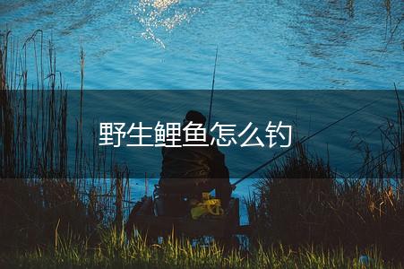 野生鲤鱼怎么钓,第1张