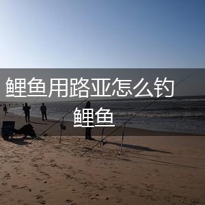 鲤鱼用路亚怎么钓鲤鱼,第1张