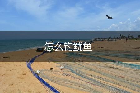 怎么钓鱿鱼,第1张