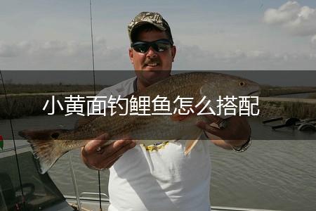 小黄面钓鲤鱼怎么搭配,第1张