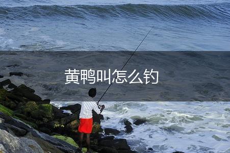 黄鸭叫怎么钓,第1张