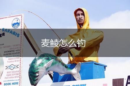 麦鲮怎么钓,第1张