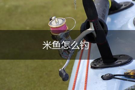 米鱼怎么钓,第1张