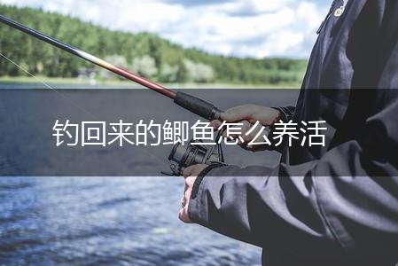 钓回来的鲫鱼怎么养活,第1张