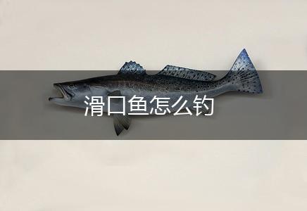 滑口鱼怎么钓,第1张