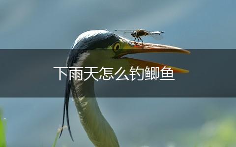 下雨天怎么钓鲫鱼,第1张