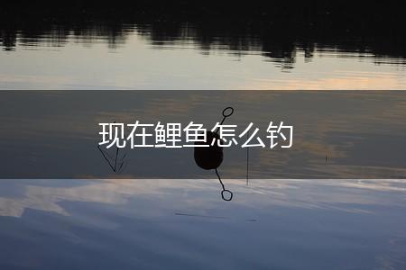 现在鲤鱼怎么钓,第1张