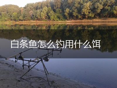 白条鱼怎么钓用什么饵,第1张