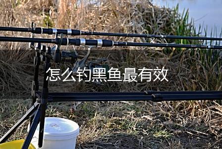 怎么钓黑鱼最有效,第1张