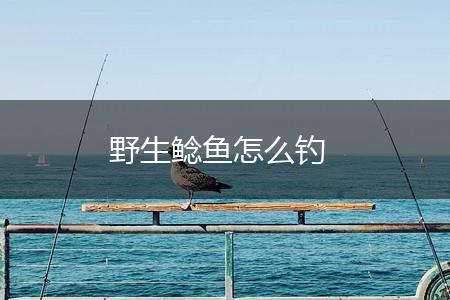 野生鲶鱼怎么钓,第1张