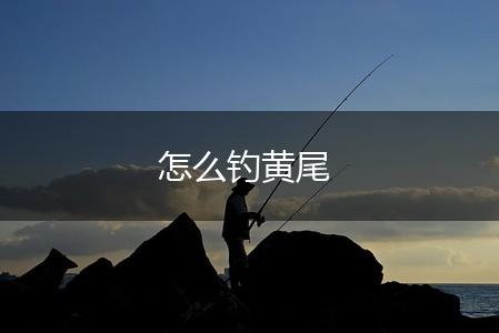 怎么钓黄尾,第1张