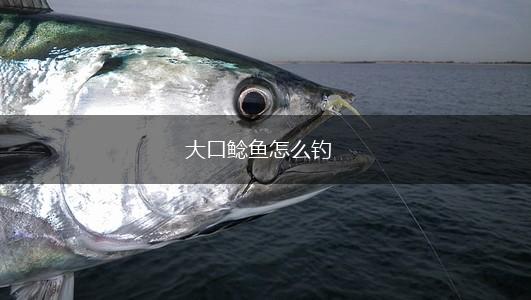 大口鲶鱼怎么钓,第1张