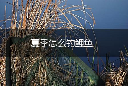夏季怎么钓鲤鱼,第1张