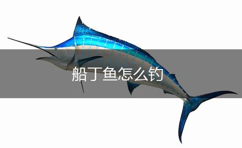 船丁鱼怎么钓,第1张