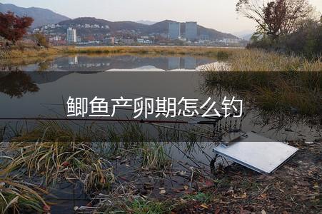 鲫鱼产卵期怎么钓,第1张