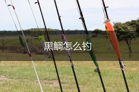 黑鲷怎么钓,第1张