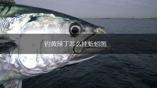 钓黄辣丁怎么挂蚯蚓图,第1张