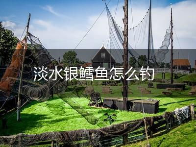 淡水银鳕鱼怎么钓,第1张