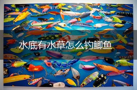 水底有水草怎么钓鲫鱼,第1张
