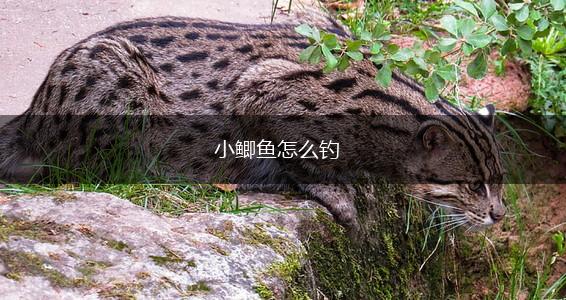 小鲫鱼怎么钓,第1张