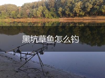 黑坑草鱼怎么钓,第1张
