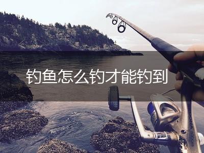 钓鱼怎么钓才能钓到,第1张