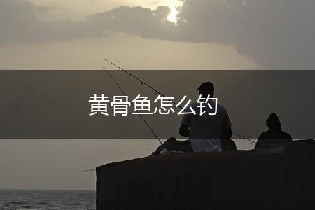 黄骨鱼怎么钓,第1张