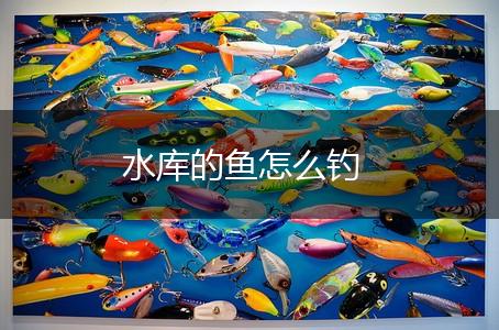 水库的鱼怎么钓,第1张
