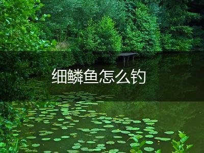 细鳞鱼怎么钓,第1张