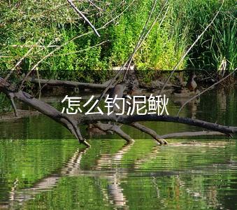 怎么钓泥鳅,第1张