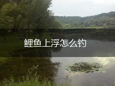鲤鱼上浮怎么钓,第1张