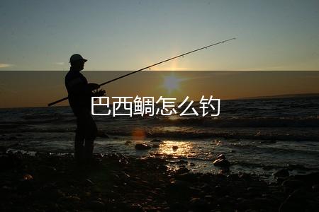 巴西鲷怎么钓,第1张