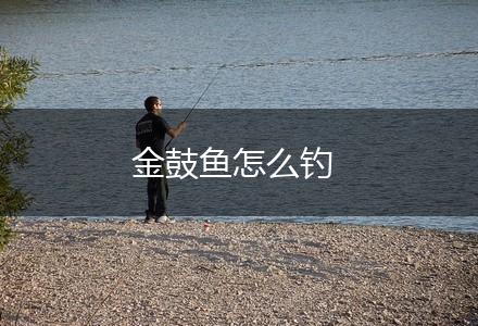 金鼓鱼怎么钓,第1张