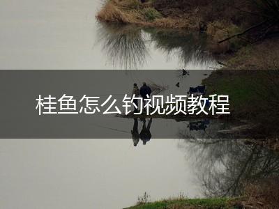 桂鱼怎么钓视频教程,第1张